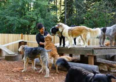Dog handler caring for a group of dogs in the outdoor, kennel-free play yard at Camp Happy Paws surrounded by trees