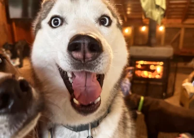 A happy husky looks into the camera inside the cozy Camp Happy Paws cabin, with a warm fireplace glowing in the background