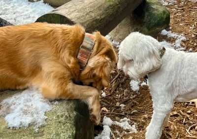 Two dogs at Camp Happy Paws explore a snowy play yard, with one golden retriever leaning over a rock and a white doodle watching closely
