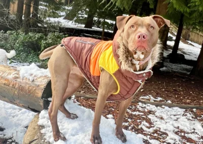 A dog wearing a warm winter coat stands confidently on a snowy rock in the Camp Happy Paws forest yard