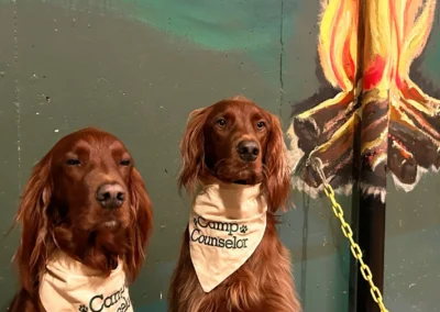 Dog leaping off a log in the forest yard action shot