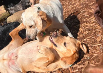 Two labs wrestling and rolling in the wood chips during forest play at our kennel-free boarding yard