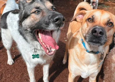 Two dogs standing close together in the forest play yard during day camp near Mill Creek