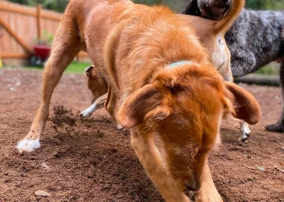 A happy dog digs enthusiastically in the outdoor play yard while other dogs explore nearby at our kennel-free daycare in Mill Creek