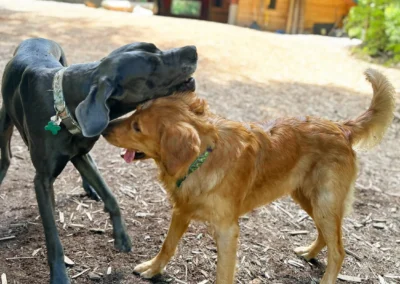 Two dogs playfully wrestle together in the outdoor wood-chip yard at our doggie daycare in Bothell
