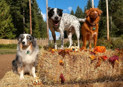 Three dogs on stacked hay bales decorated with pumpkins and fall leaves during a seasonal photoshoot at our doggie daycare in Bothell