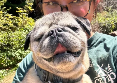 A smiling pug being held close by a staff member in the sunny play yard