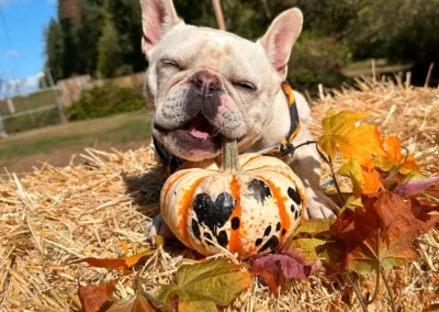 A French Bulldog lounging on a hay bale and playfully chewing the stem of a painted pumpkin surrounded by fall leaves