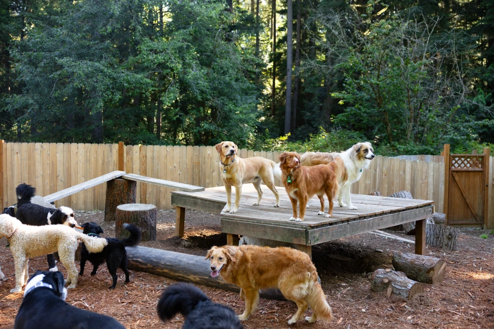 Camp for Dogs Banner BG