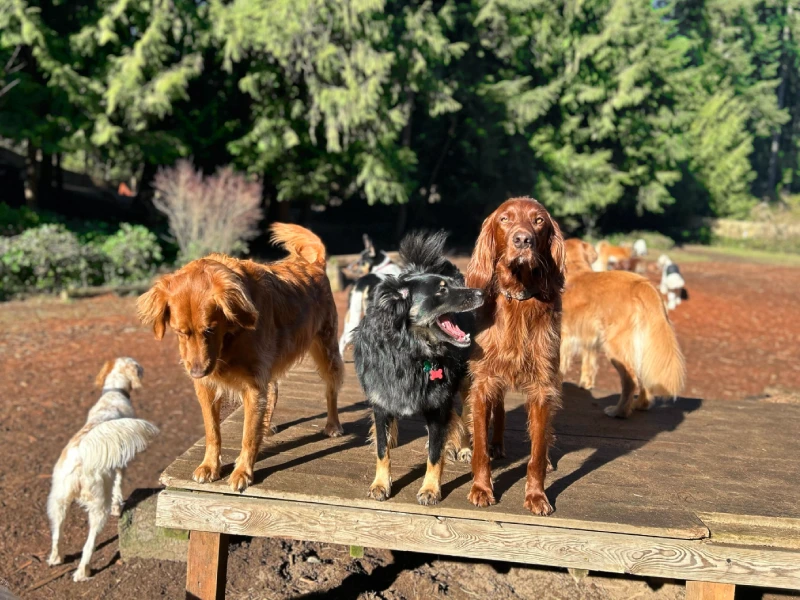 Dogs socializing at Camp Happy Paws doggie daycare