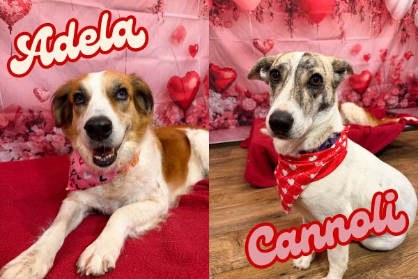 Former foster dogs Adela and Cannoli at Camp Happy Paws in front of a Valentine’s Day backdrop