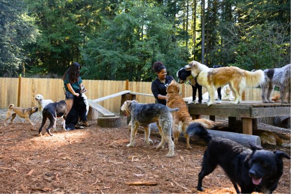 Dogs playing under supervision at Camp Happy Paws daycare in Bothell
