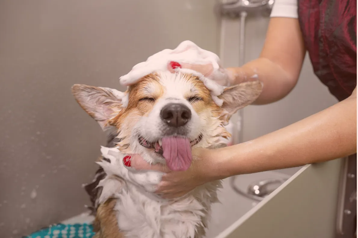 Corgi enjoying a relaxing bath during dog grooming and spa services at Camp Happy Paws<br />