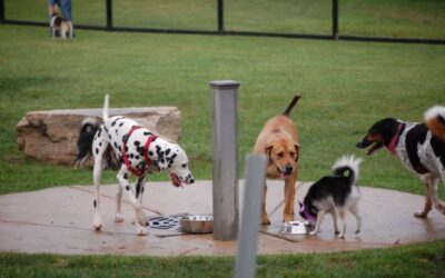 Dog Daycare vs. Dog Parks: Why Structured Daycare Is the Safer, Smarter Choice