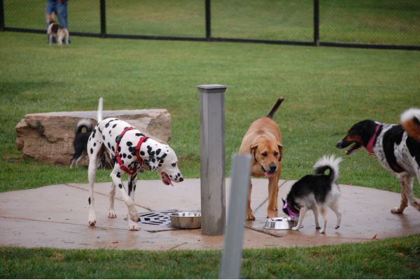 Dogs drinking from shared water bowl at public dog park