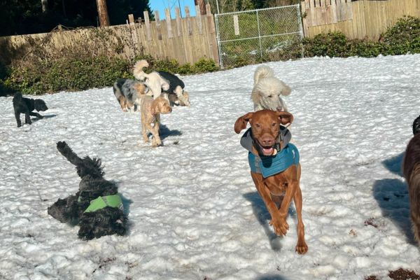 Dogs playing together in the snow during winter day camp at Camp Happy Paws