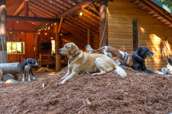 Healthy dogs relaxing and playing outdoors at Camp Happy Paws dog daycare after preventative<br />parasite screening<br />